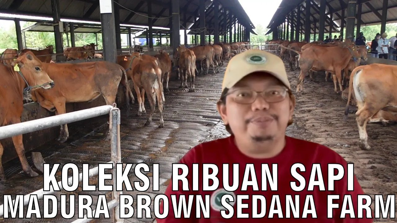 
                                 Koleksi-Ribuan-Sapi-Madura-Brown-Sedana-Farm